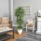 5.5ft. Elegant Ficus Tree in Decorative White Planter